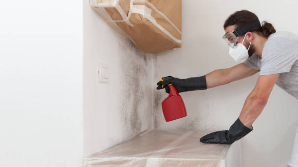 Basement Mold Remediation treatment on basement walls in Glenwood